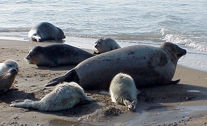 Экологи Туркменистана оценили состояние популяции каспийского тюленя