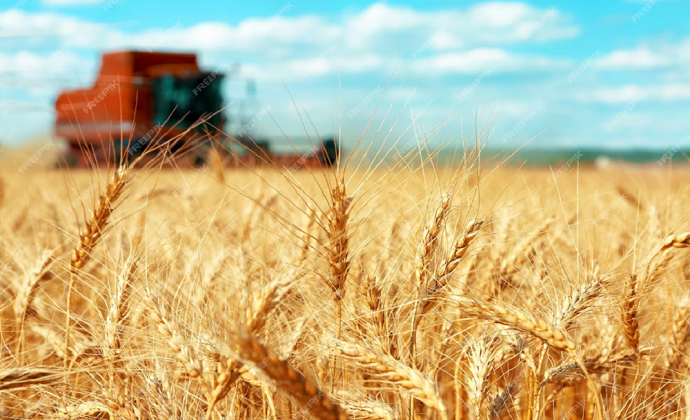 Земледельцы Туркменистана успешно выполнили план по севу пшеницы