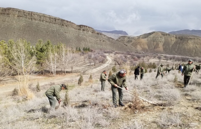 В горах Туркменистана высадили сотни саженцев дикорастущих деревьев