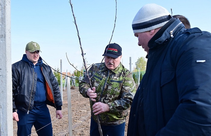 Александр Лукашенко заложил яблоневый сад во время субботника в Могилевской области